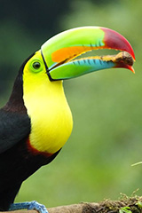 Keel-billed Toucn